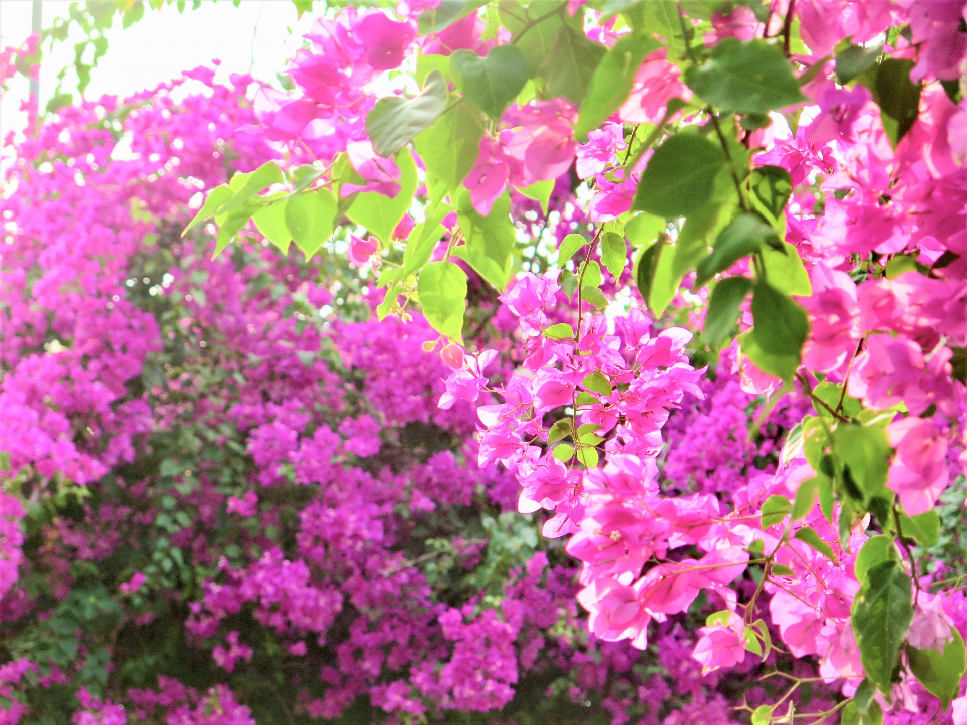 Hoa giấy có nguồn gốc từ Brazil. Vì dễ chăm sóc, chịu được nhiệt độ cao, loài hoa này đã nhanh chóng trở nên phổ biến ở Việt Nam và “ghi điểm” bởi nhiều màu sắc khác nhau.