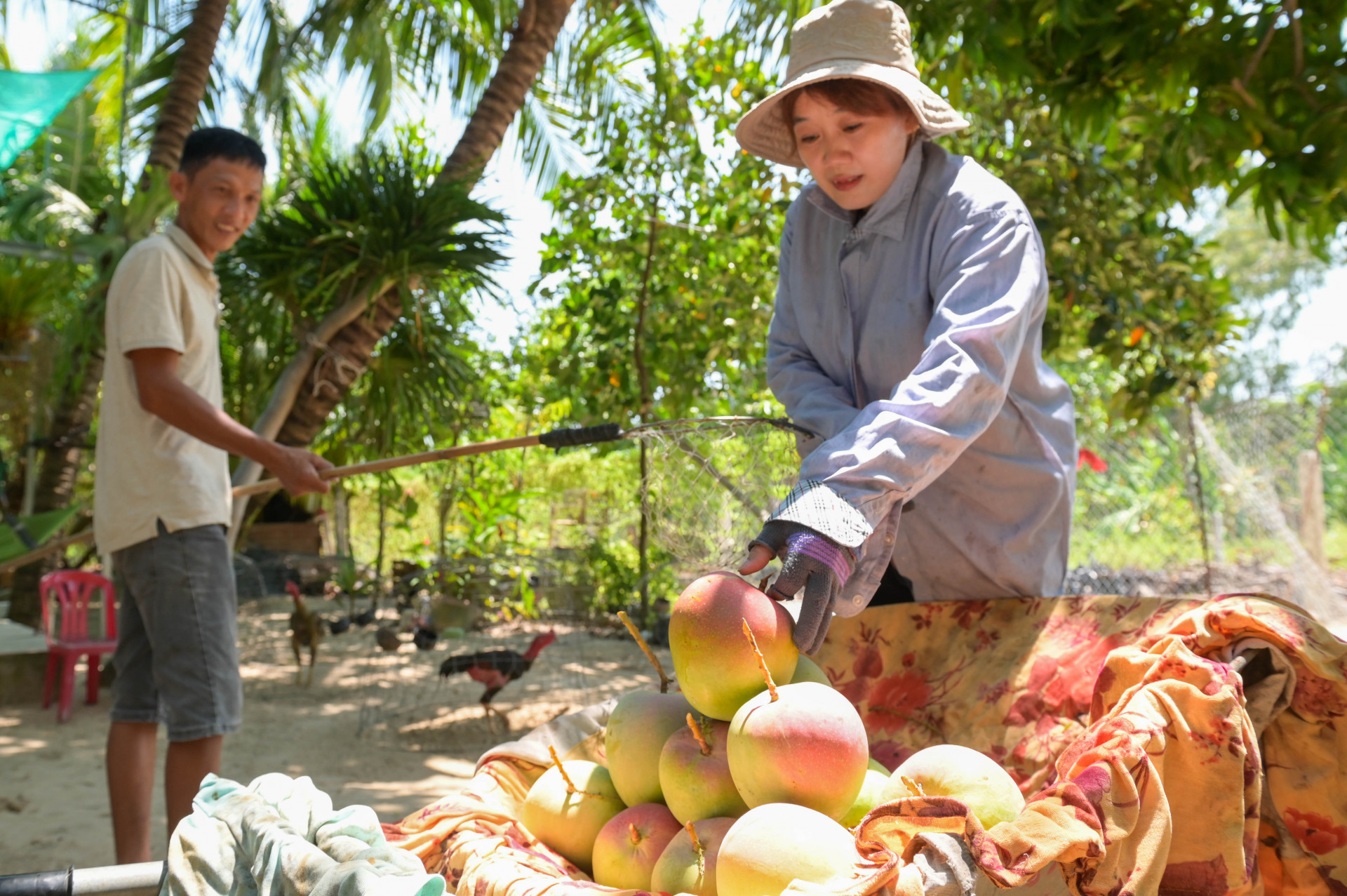 Gia đình bà Bùi Châu thu hoạch những trái xoài cuối vụ để ship bán cho khách đặt hàng qua mạng