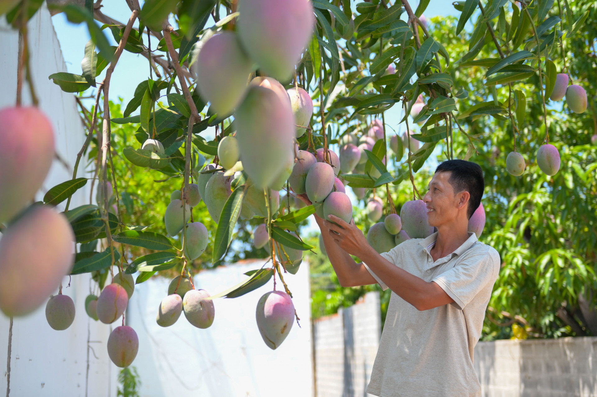 Để quảng bá xoài Cam Lâm, nhiều chủ vườn đã biết để dành những chùm xoài sum suê trái để chụp hình đăng lên mạng xã hội, đưa hình ảnh xoài Cam Lâm vươn xa