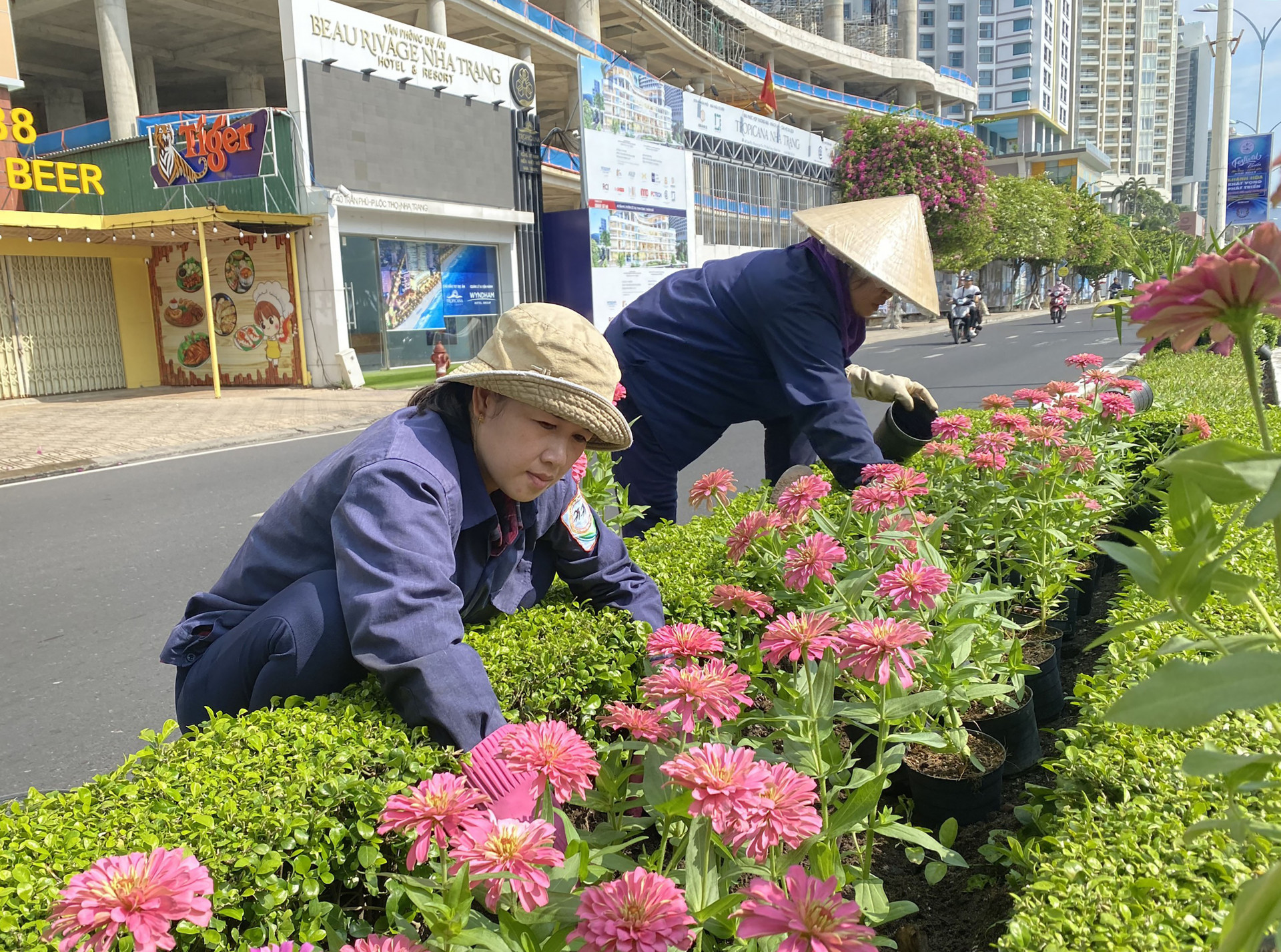 Trang trí cây hoa trên dải phân cách đường Trần Phú.