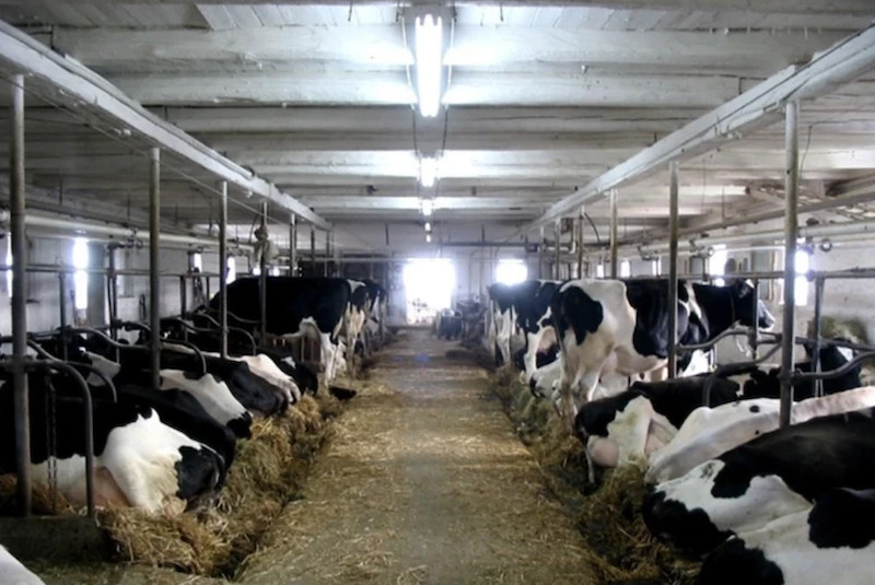 Trang trại nuôi bò sữa ở Canada. (Ảnh: Dairy farmers of Canada/TTXVN)

