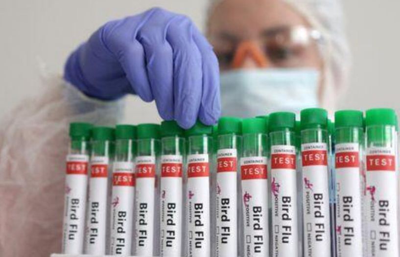 Trung Quốc phát hiện cúm gia cầm ở động vật hoang dã