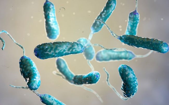 Ảnh minh họa của vi khuẩn Vibrio vulnificus. Nguồn: Getty Images/iStockphoto

