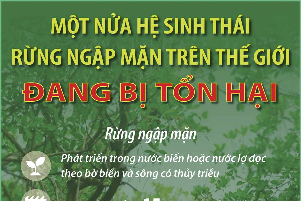 Một nửa hệ sinh thái rừng ngập mặn trên thế giới đang bị tổn hại