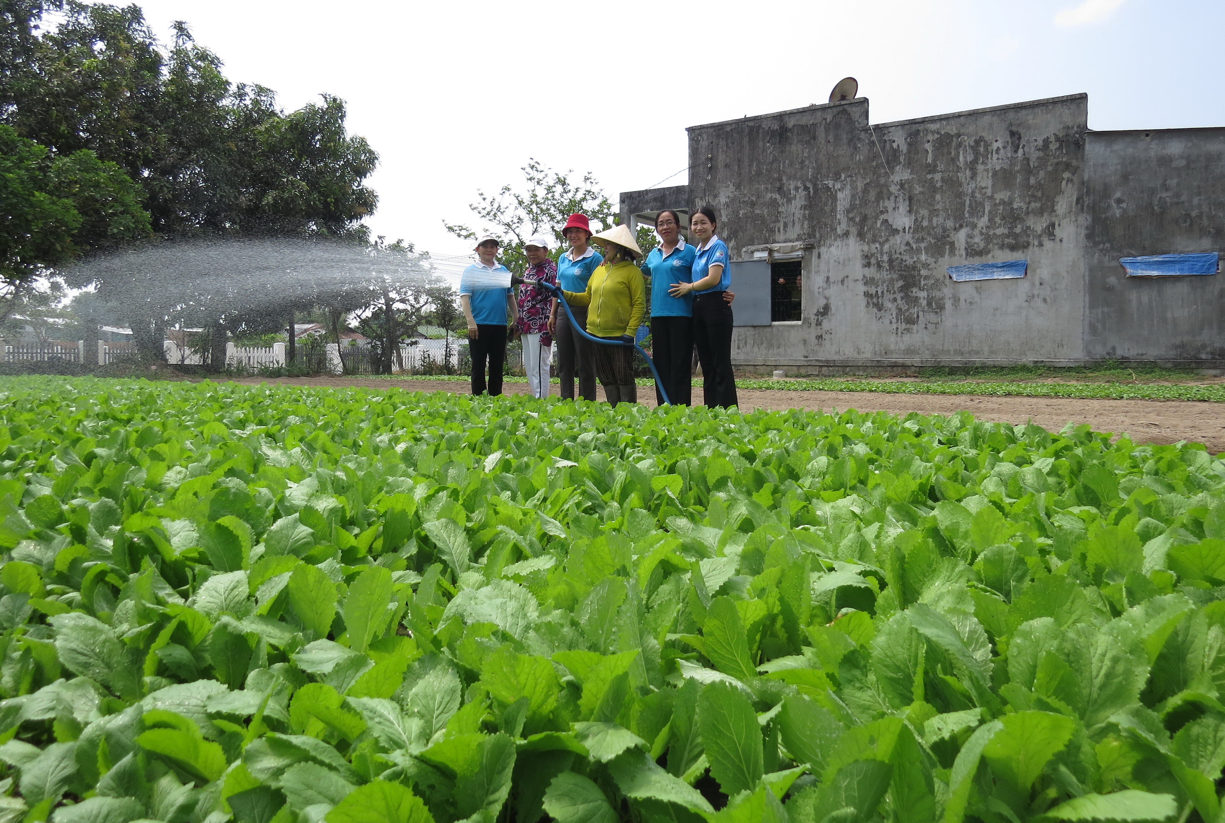 Tổ hợp tác Trồng rau sạch xã Cam Thành Nam:: Kết nối, hỗ trợ phụ nữ trồng rau an toàn