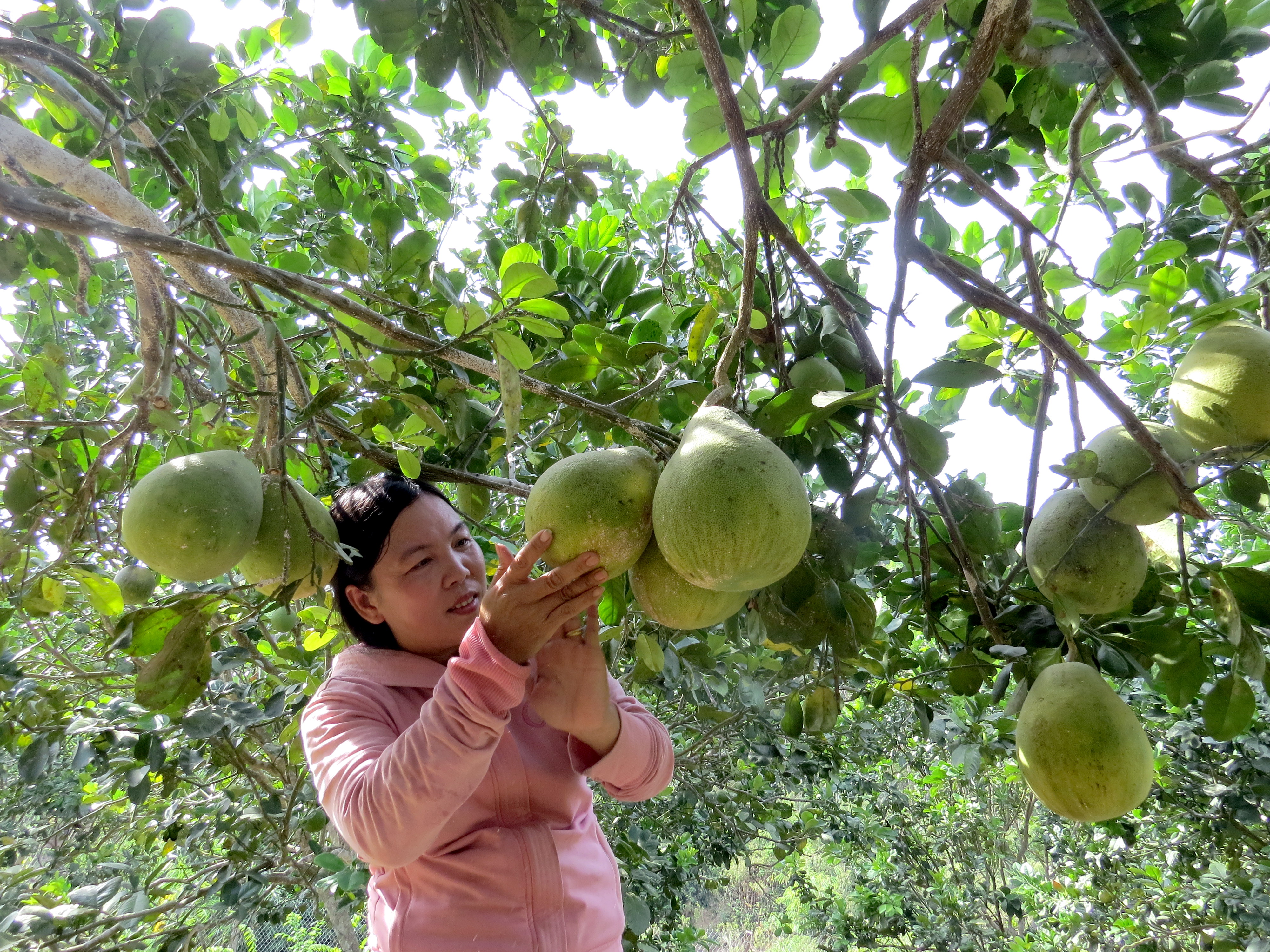 Câu lạc bộ chăn nuôi heo và trồng cây ăn trái ở thị trấn Khánh Vĩnh: Hỗ trợ phụ nữ phát triển kinh tế