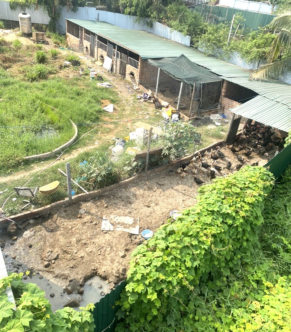 Mặc dù đã bị UBND xã Vĩnh Thái xử phạt và yêu cầu khắc phục nhưng đến nay, cơ sở chăn nuôi của bà Đào vẫn gây ô nhiễm môi trường.