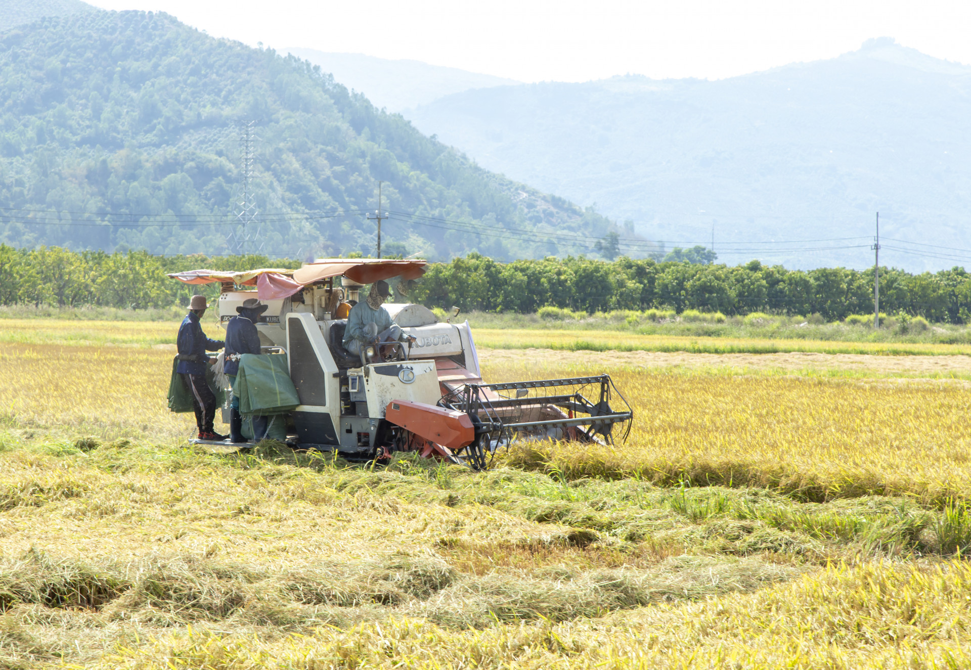 Nông dân huyện Diên Khánh thu hoạch lúa đông xuân