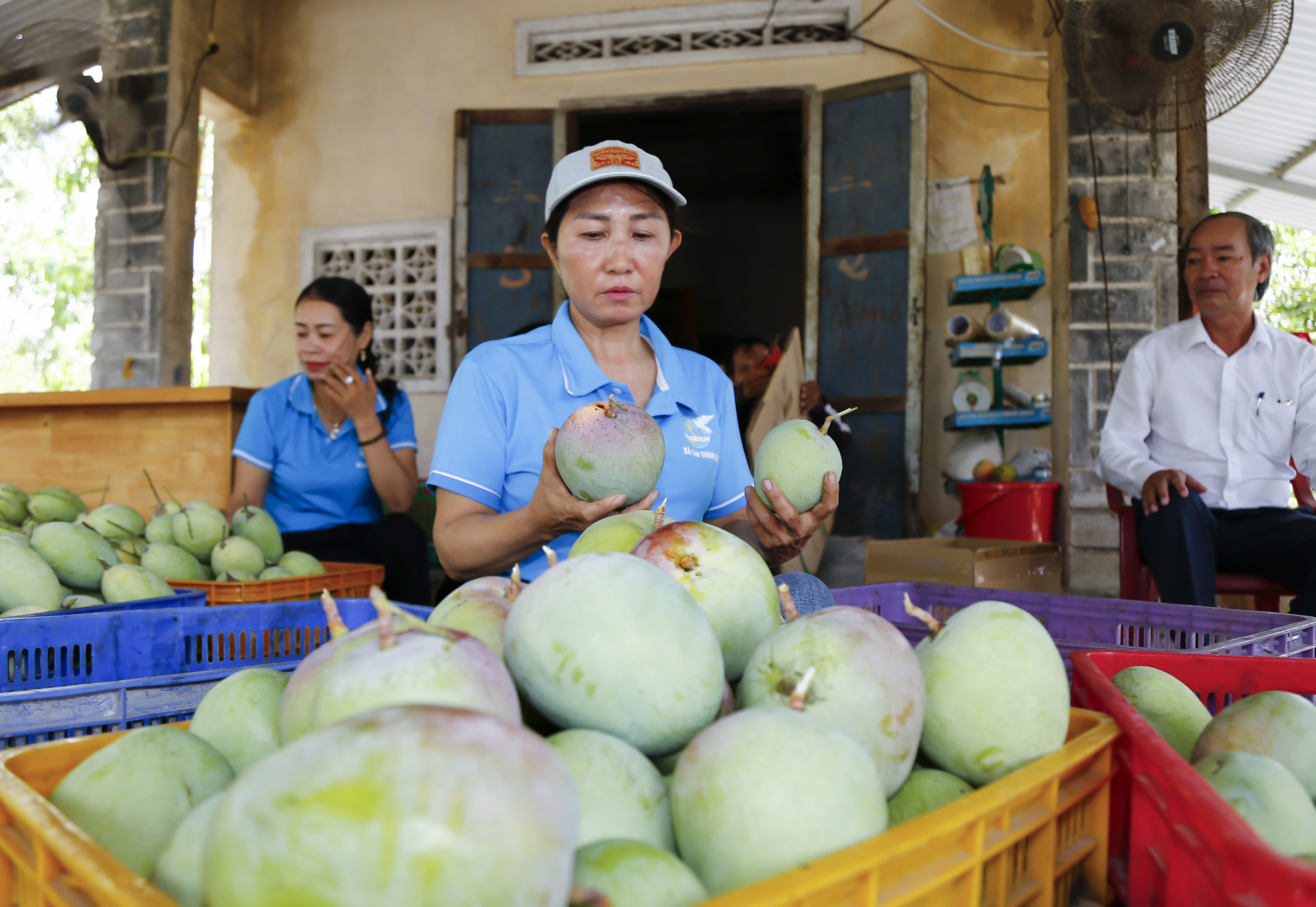 Các vựa thu mua không quá tấp nập do xoài thu hoạch rải vụ.