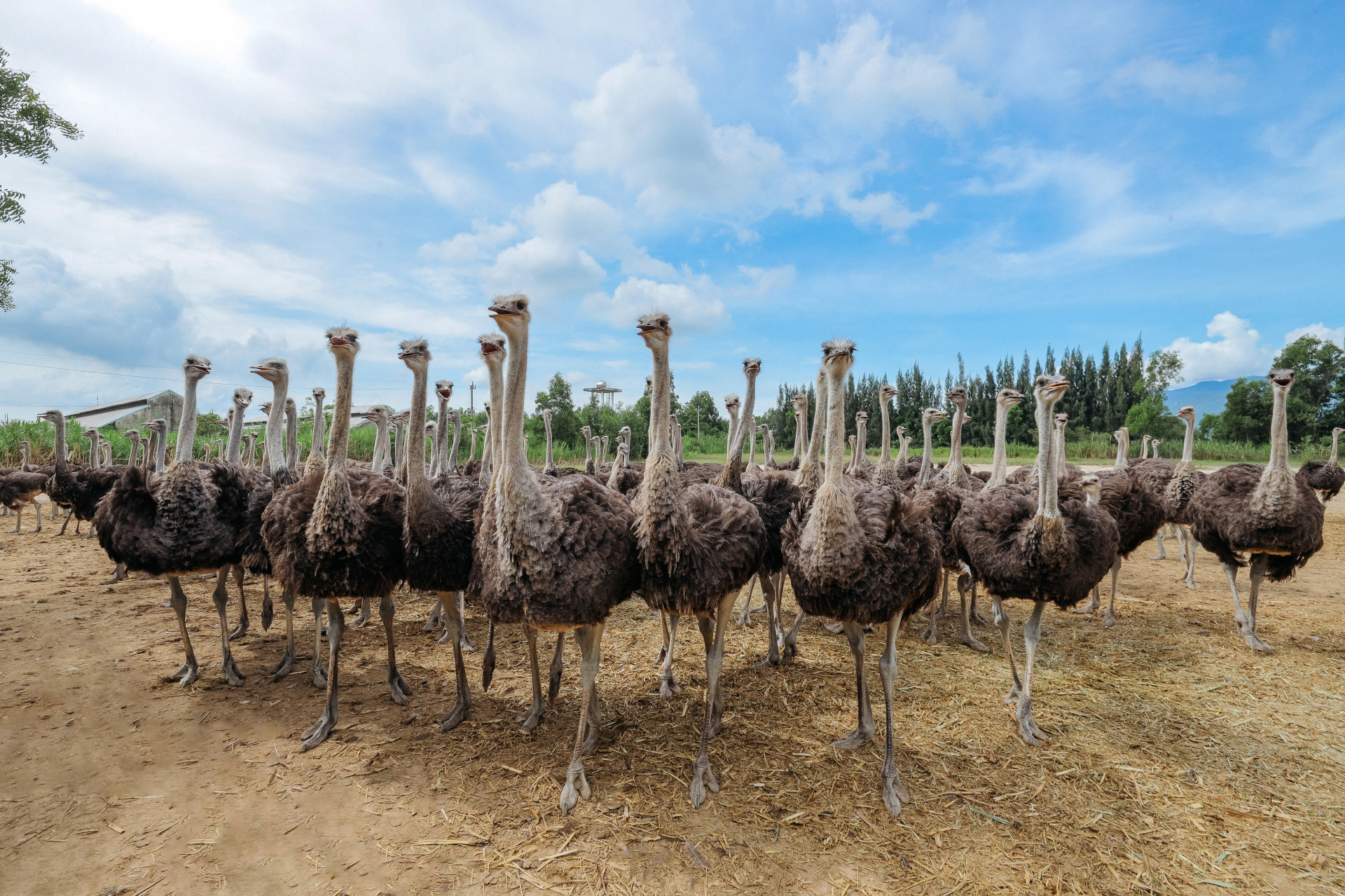 Ostriches raised at Khatoco Ninh Hoa Ostrich Breeding Center