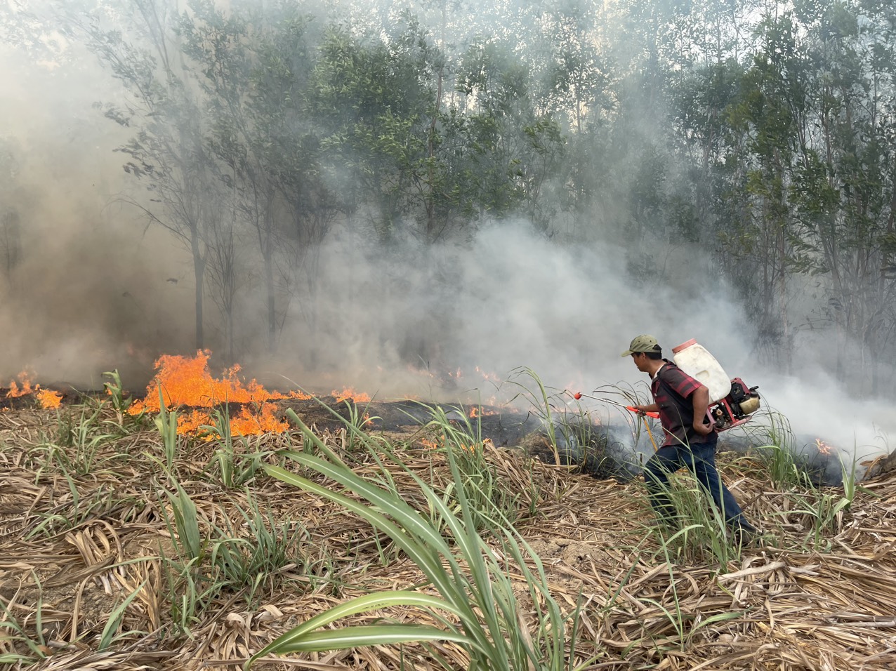 Cháy khoảng 90ha keo, mía lưu gốc tại Ninh Sơn