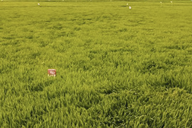 Vạn Ninh: Chuyển đổi 49ha đất trồng lúa sang trồng cây hàng năm khác