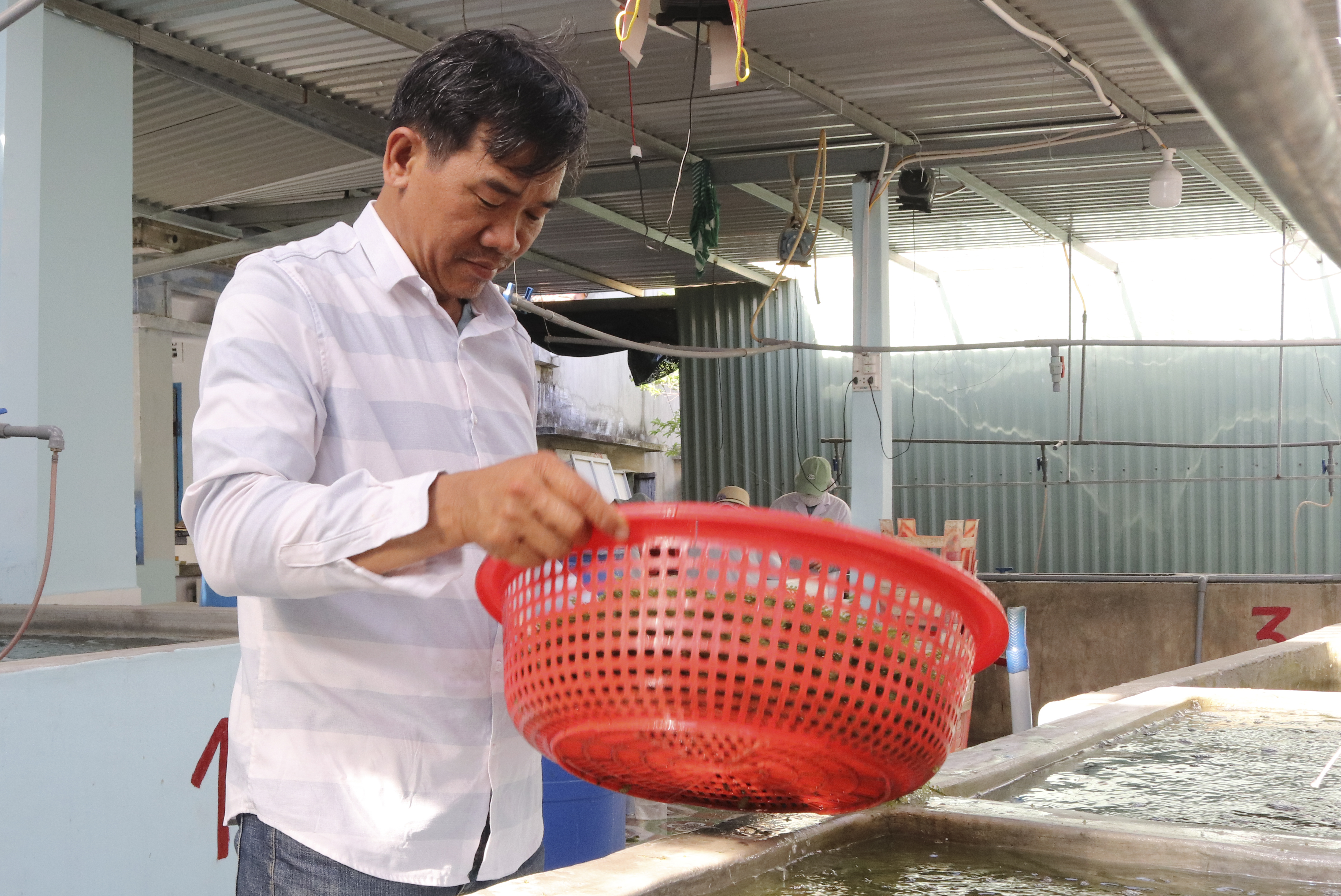 Sản xuất rong nho tại Công ty TNHH Rong nho Xuân Quang của vợ chồng ông Minh.