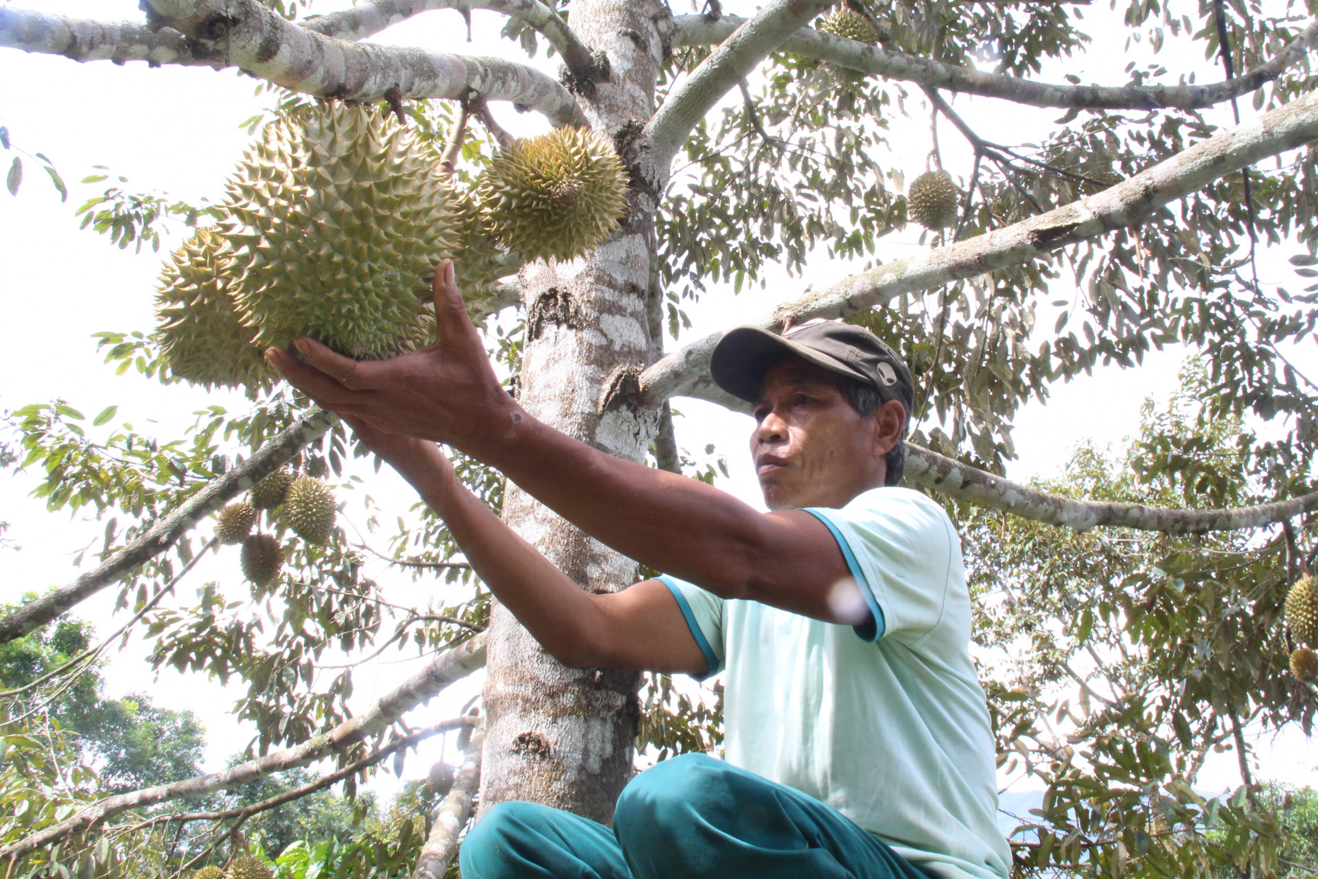 Durian is a well-known specialty of Khanh Son District.