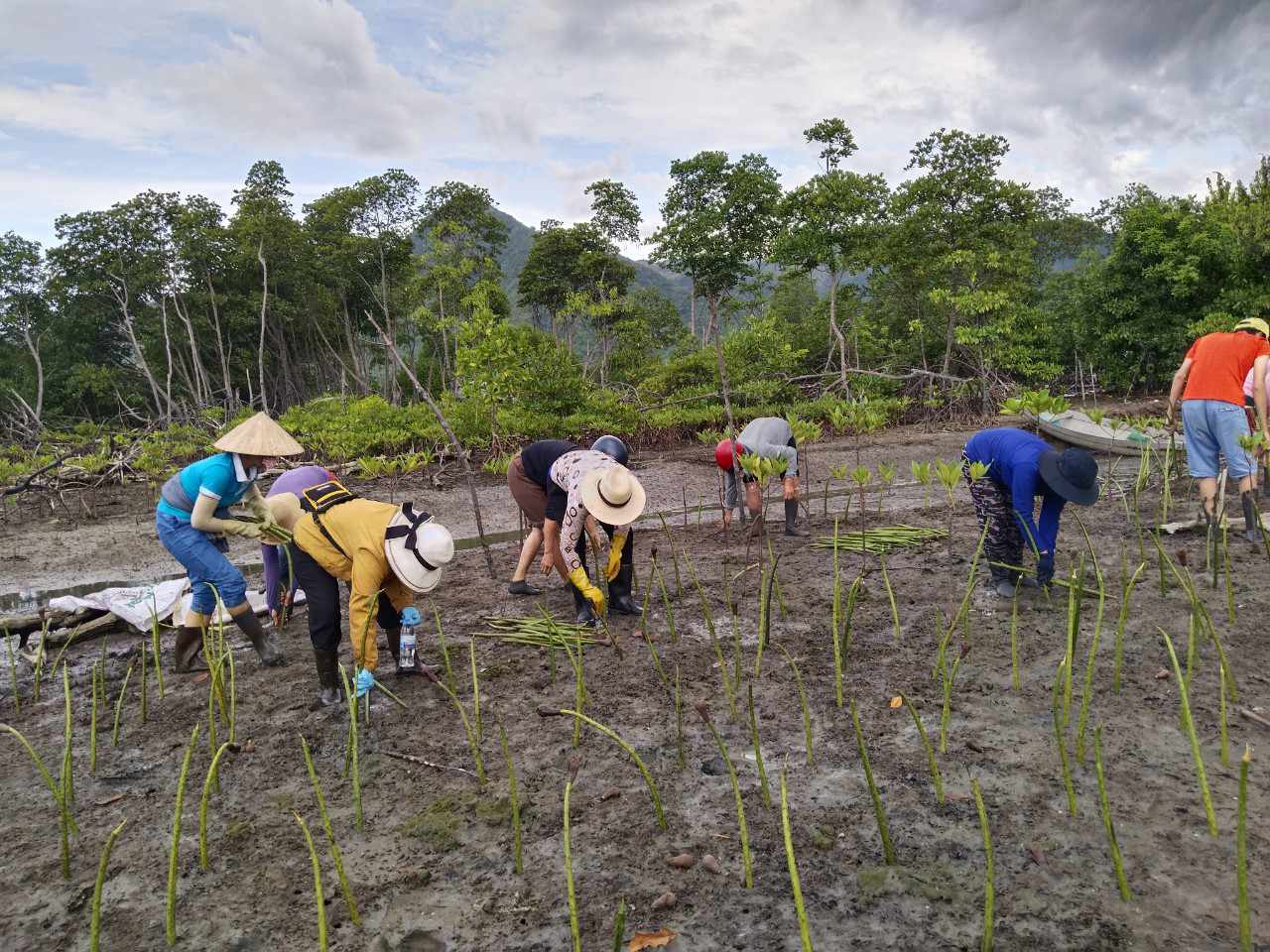 Người dân xã Ninh Ích trồng rừng ngập mặn.