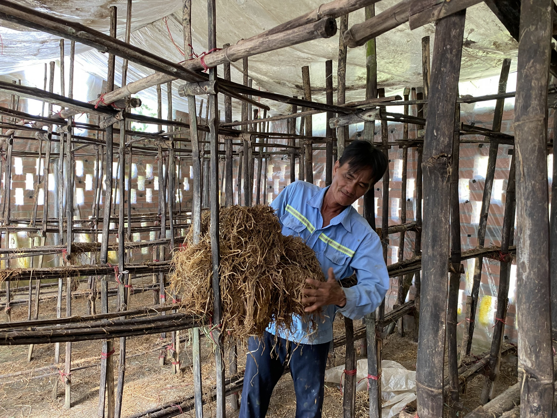 Ông Nguyễn Văn Lâu thực hiện 
các công đoạn cho việc trồng nấm.
