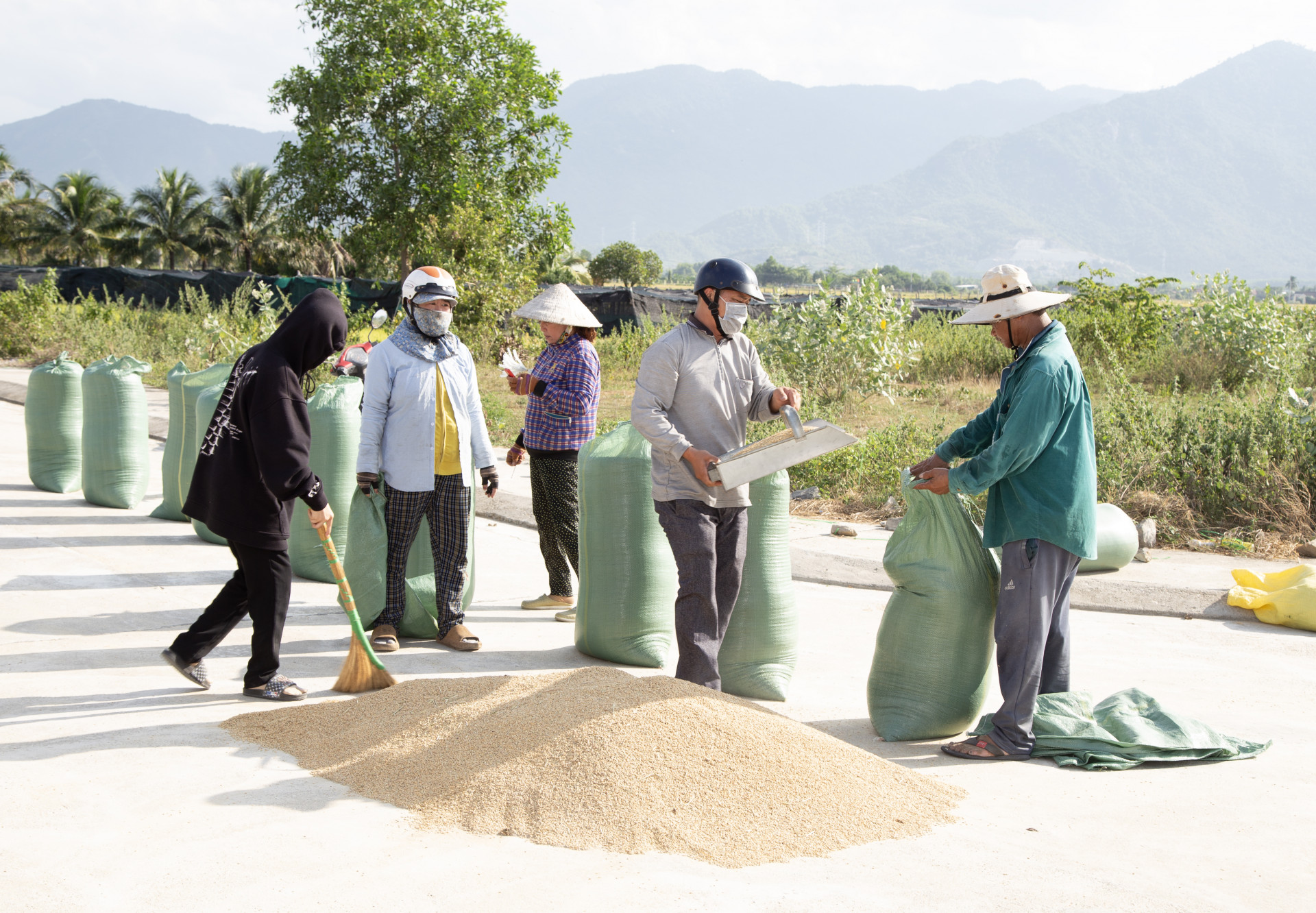 Nông dân bội thu lúa đông xuân.