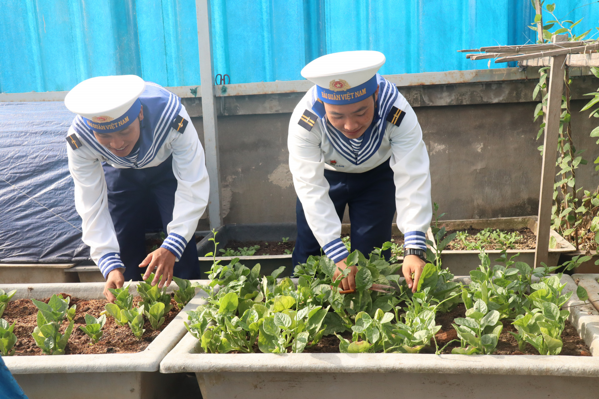 Chiến sĩ trên đảo Đá Đông A thu hoạch rau xanh.