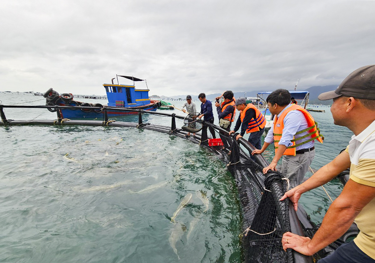 Chương trình khuyến nông: Tập trung mô hình nông nghiệp chất lượng cao
