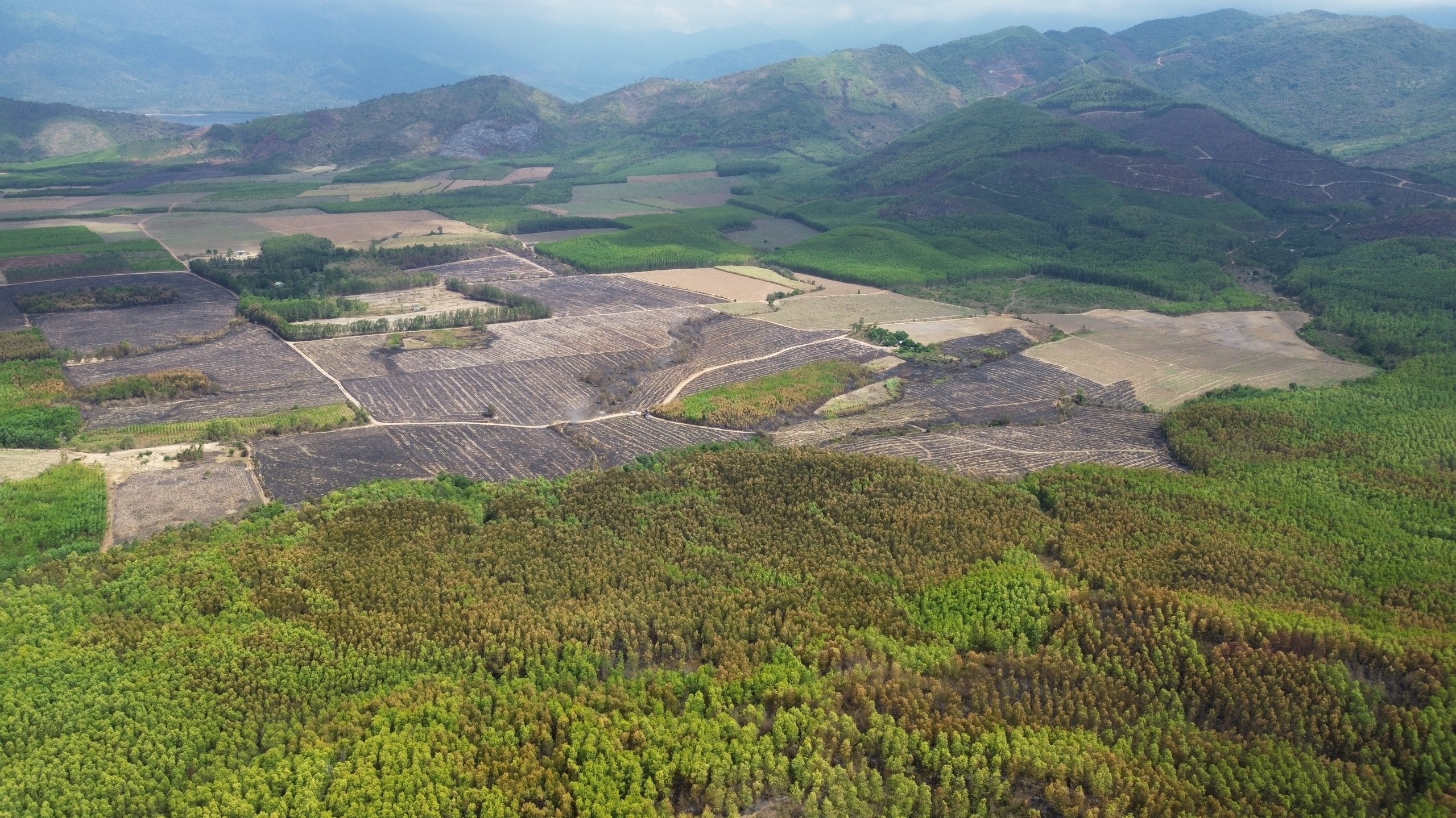 Đám cháy keo, mía lưu gốc tại Ninh Sơn đã được khống chế, dập tắt