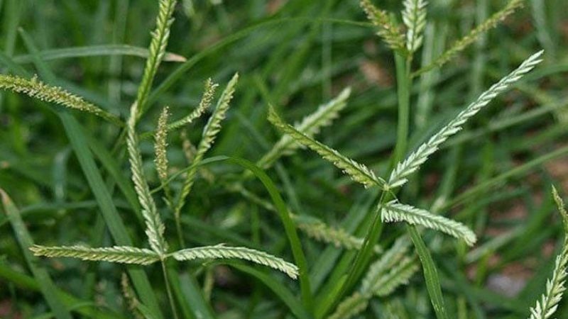 5 bài thuốc chữa bệnh thường gặp từ loài cỏ dại ven đường