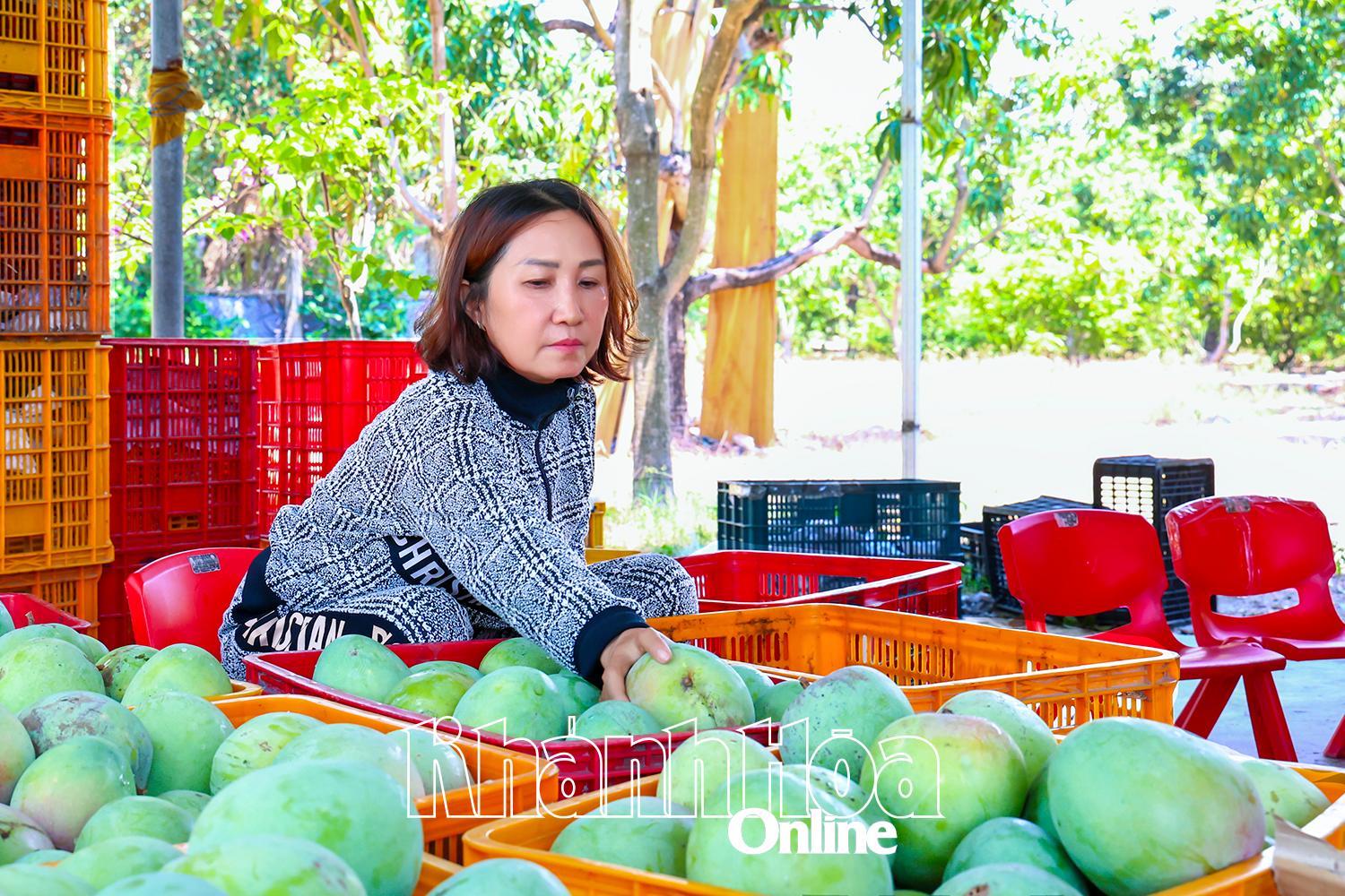 Xoài Úc… chờ giải cứu