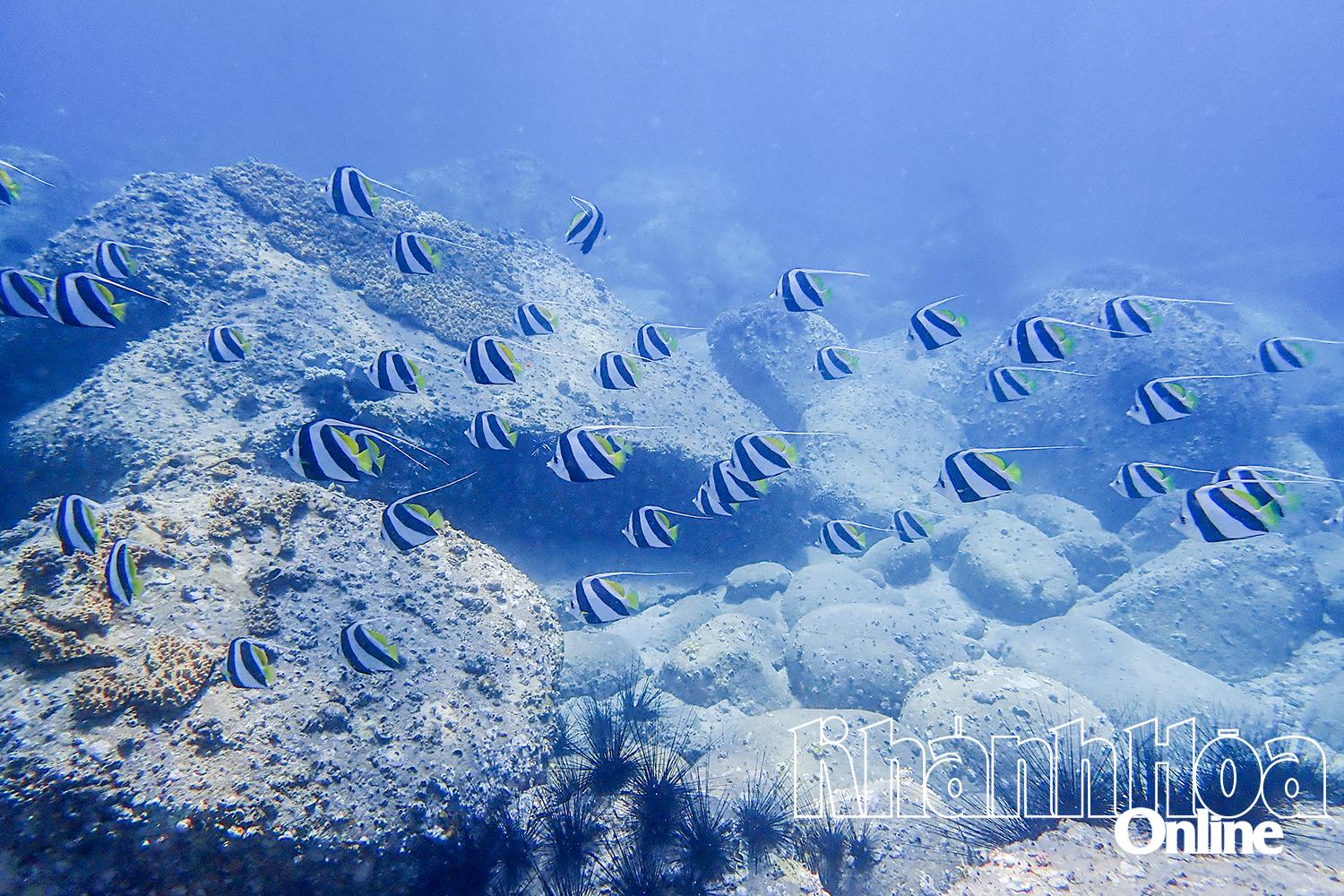 Tiềm năng phát triển tín chỉ carbon xanh từ biển 