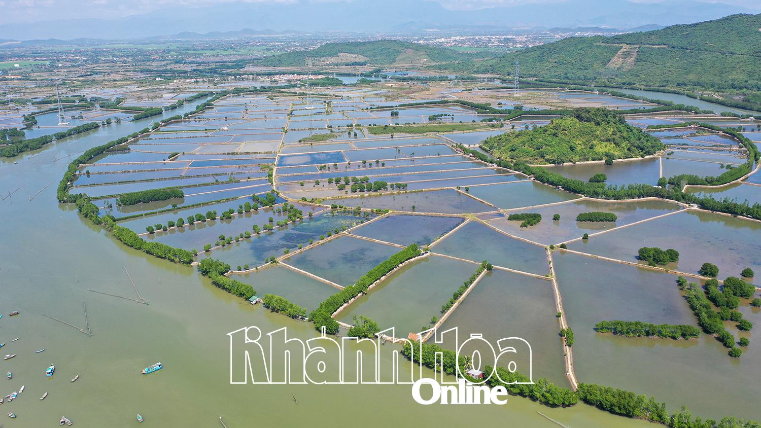 Hồi sinh rừng ngập mặn 