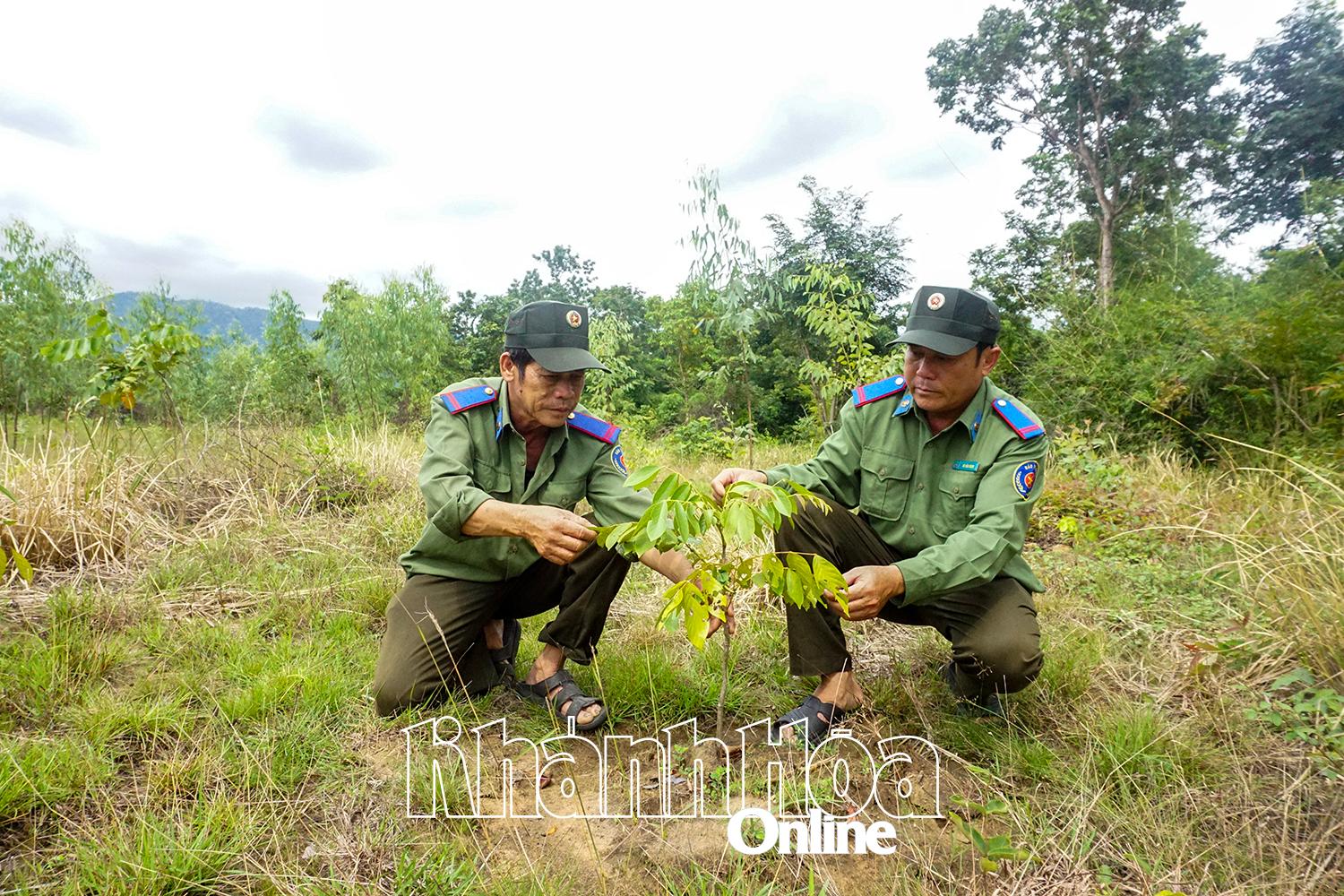 Supplementary planting of Xylia xylocarpa trees in Ninh Hoa Town 

