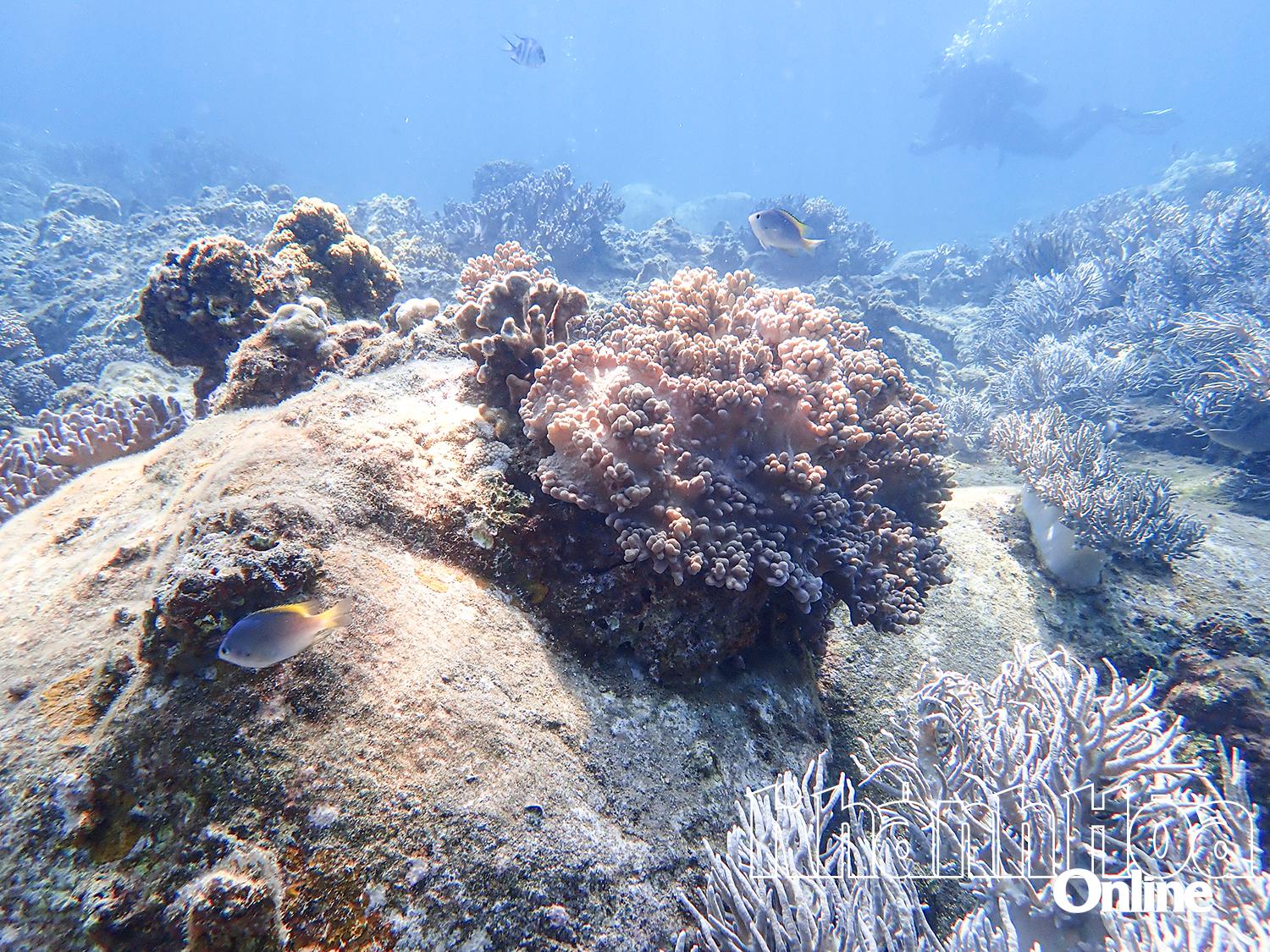 Hệ sinh thái san hô ở vịnh Nha Trang.
