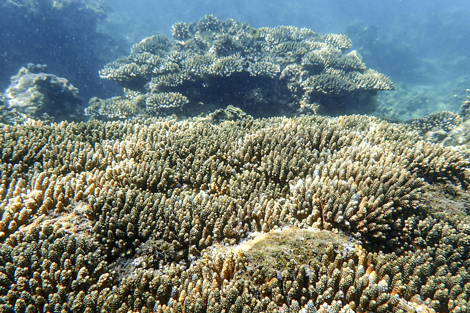 Bảo vệ để các rạn san hô phát triển