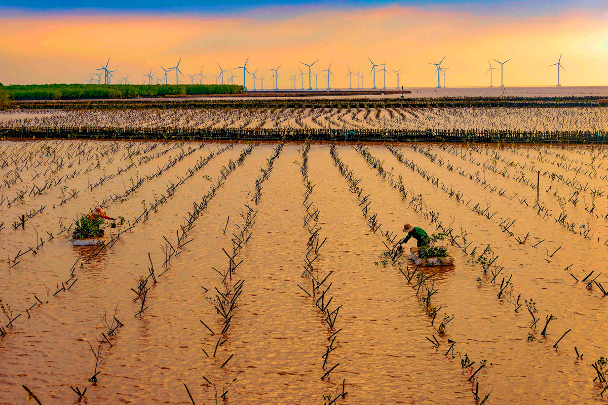 Trồng rừng ngập mặn ở tỉnh Bạc Liêu (Tác giả: Nguyễn Trang Kim Cương)_Nguồn: nhiepanhdoisong.vn

