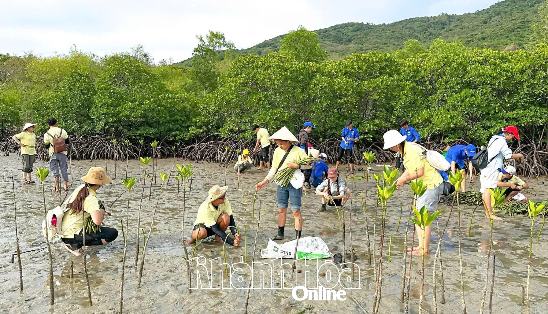 Trồng 1.200 cây đước phục hồi rừng ngập mặn ở vịnh Nha Trang