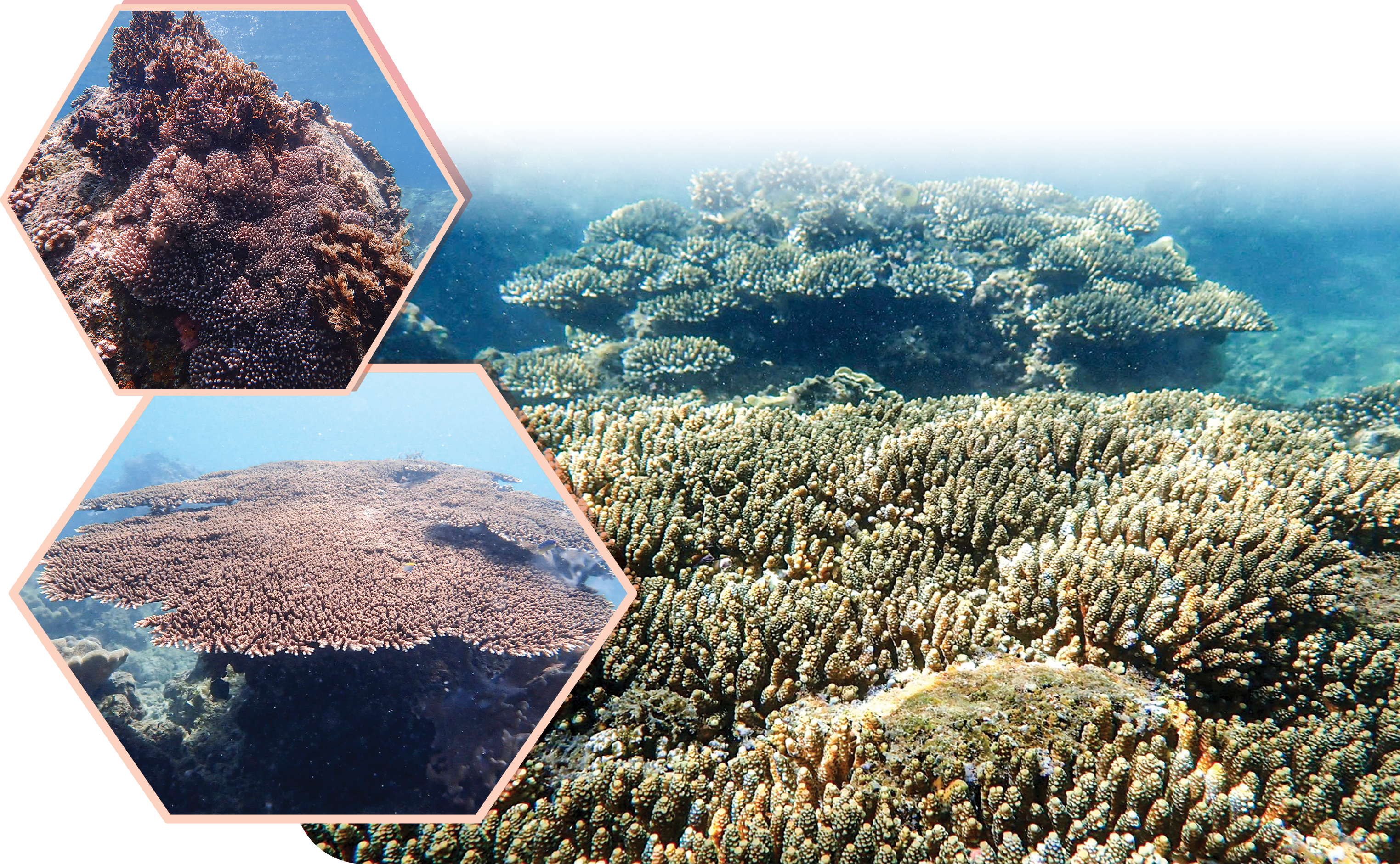 Hệ sinh thái rạn san hô ở vịnh Nha Trang. Ảnh: Ban quản lý vịnh Nha Trang
