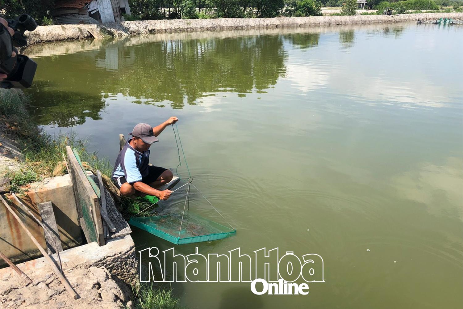 Ông Nguyễn Văn Nghỉ ở Tổ dân phố Hà Liên (phường Ninh Hà) vay vốn để nuôi tôm.
