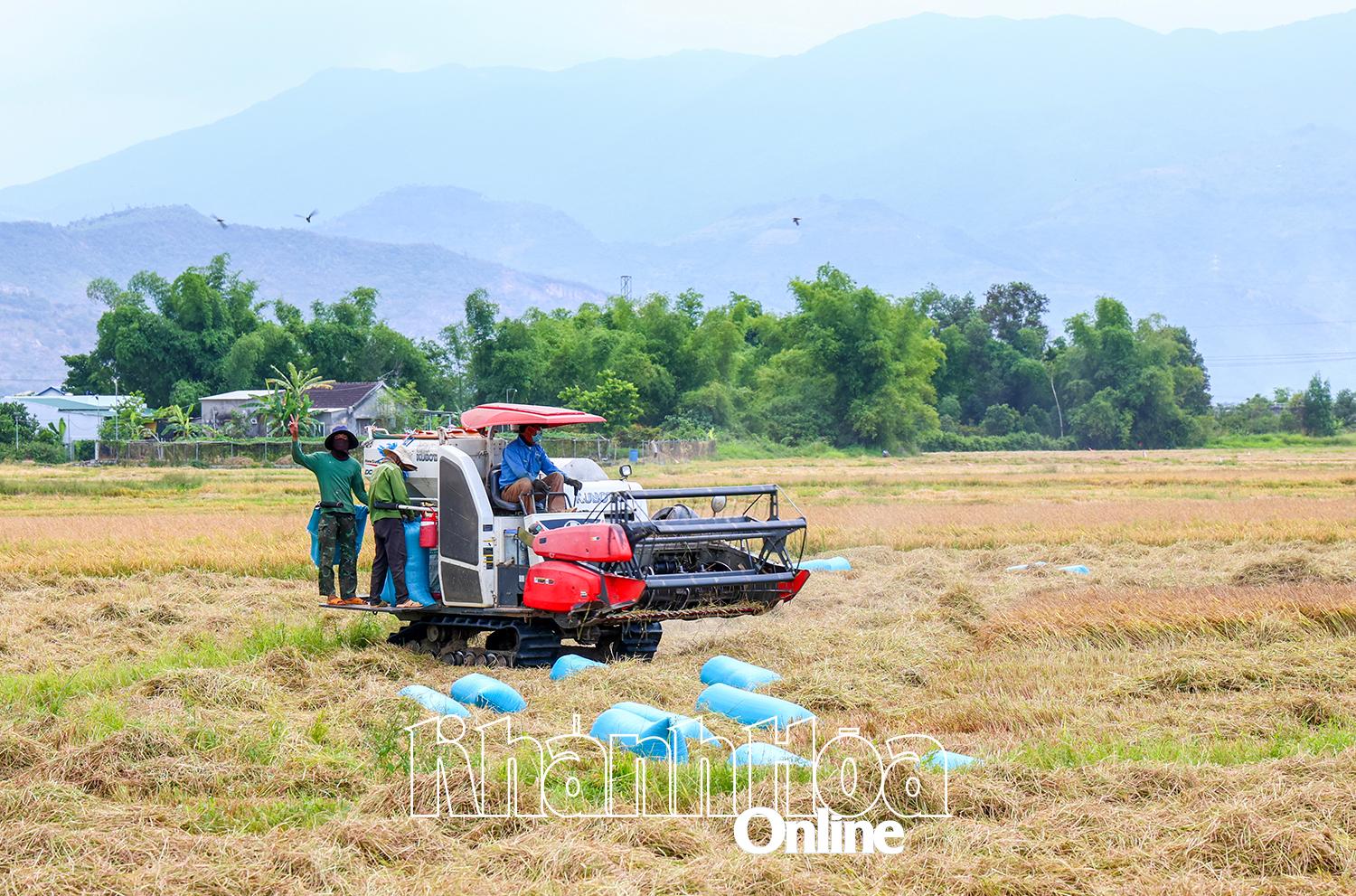 Thời tiết ảnh hưởng đến năng suất lúa 