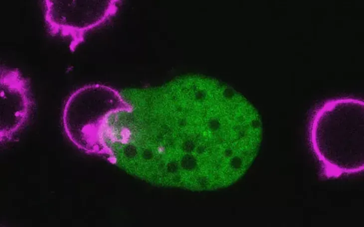 Hình ảnh cho thấy E. histolytica (màu xanh lá cây) tấn công tế bào T của con người (tế bào bạch cầu) (Ảnh: GS Katherine Ralston).