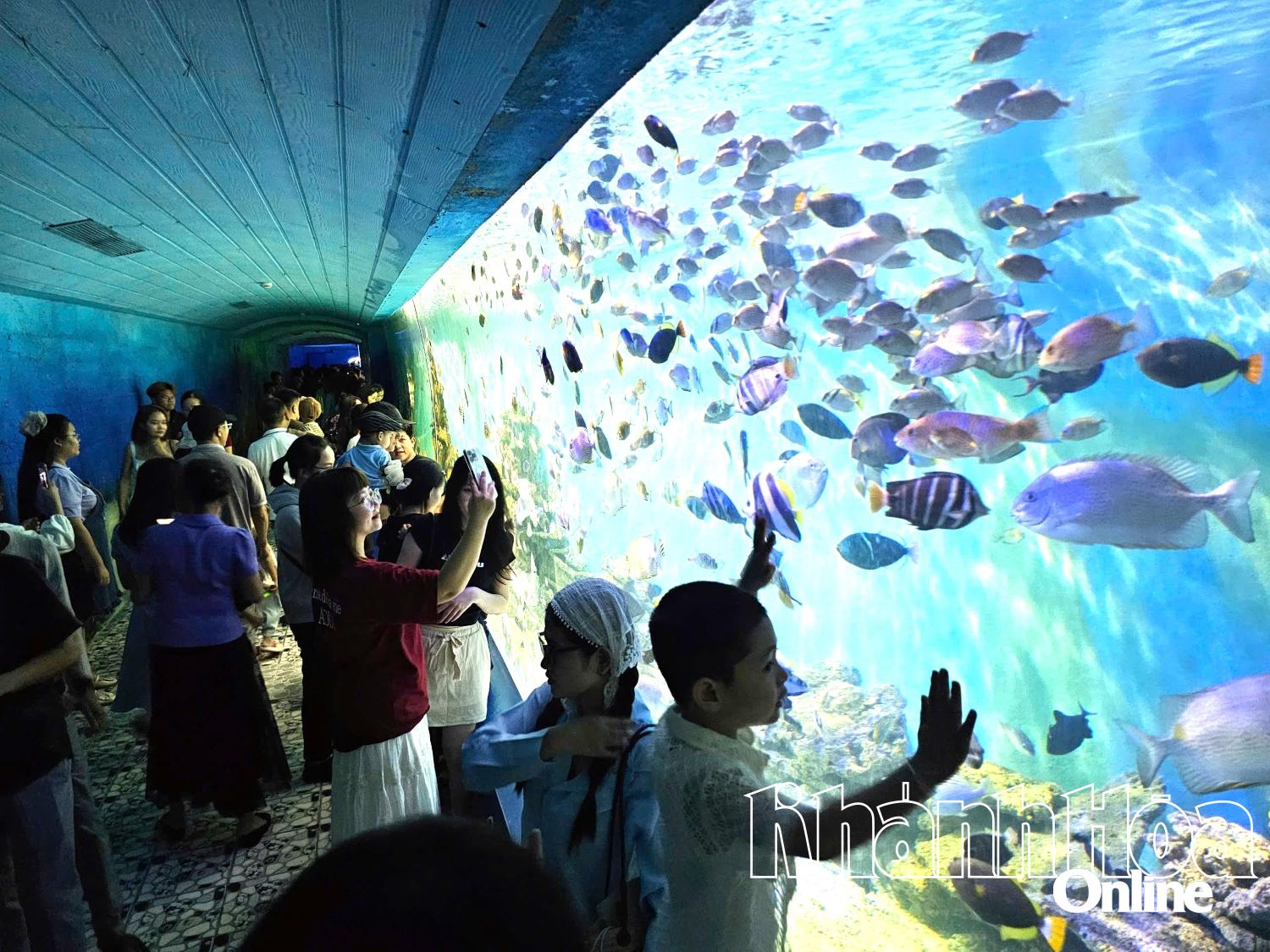 Museum of Oceanography sees visitor surge