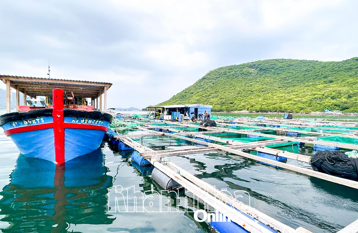 Ngăn chặn tôm hùm giống nhập lậu