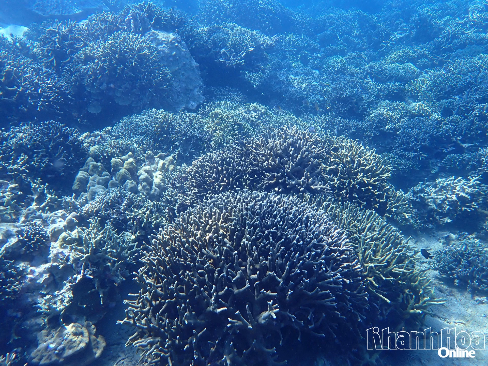 Coral reefs in Hon Mun sea area (Photo taken on May 13 morning)


