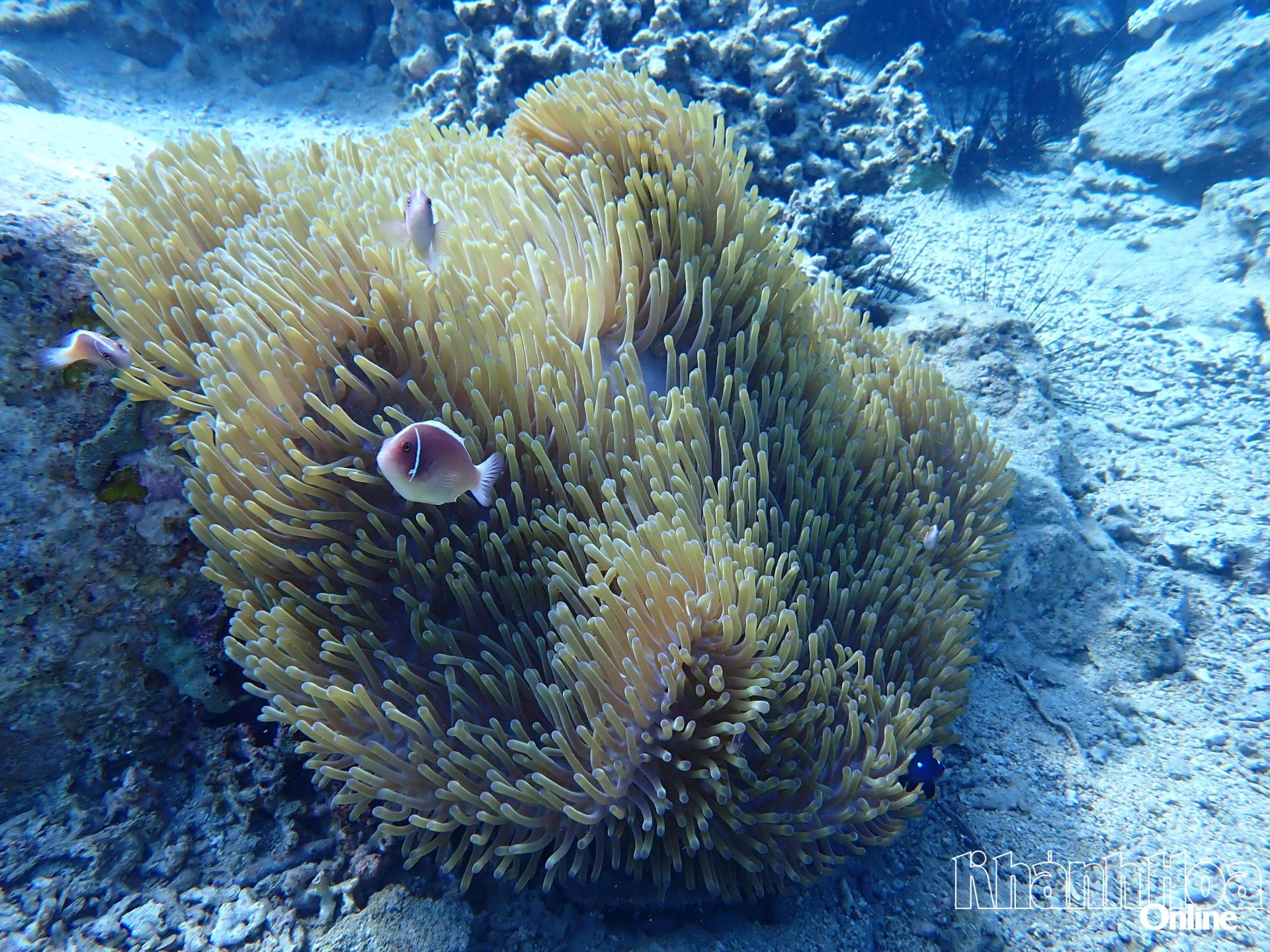 Sea anemones and clownfish in Hon Mun sea area

