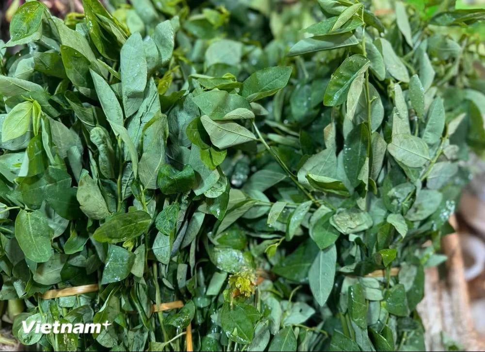 Lá rau ngót có hàm lượng chất chống ôxy hóa cao, bao gồm polyphenol và các hợp chất ion. (Nguồn: Vietnam+)