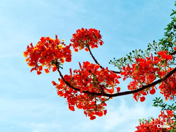 Mùa hoa muộn và ký ức phượng đỏ ở Nha Trang