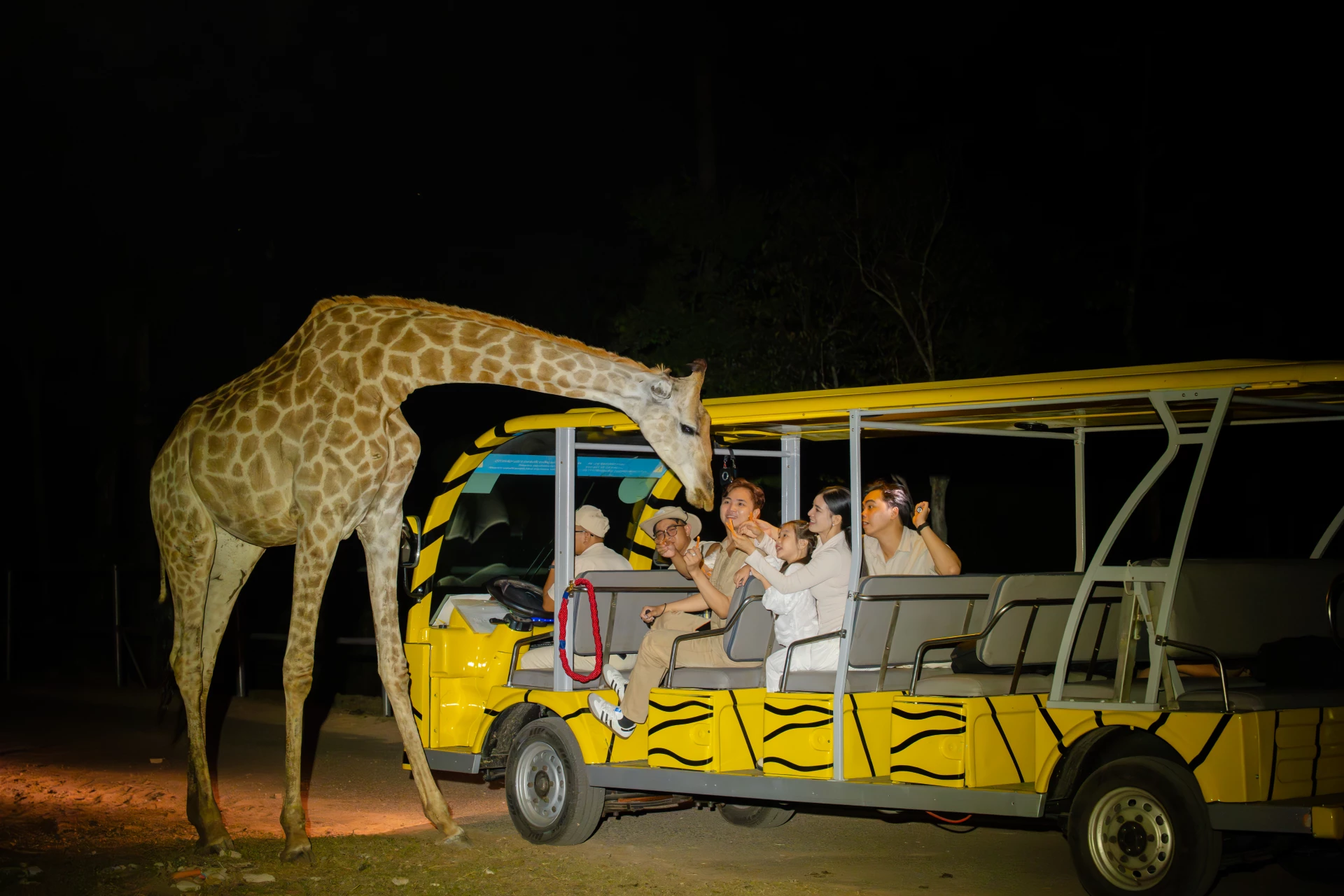 Night Safari đưa du khách xuyên qua rừng đêm, tiếp cận thế giới mãnh thú hoang dã ở cự ly gần.