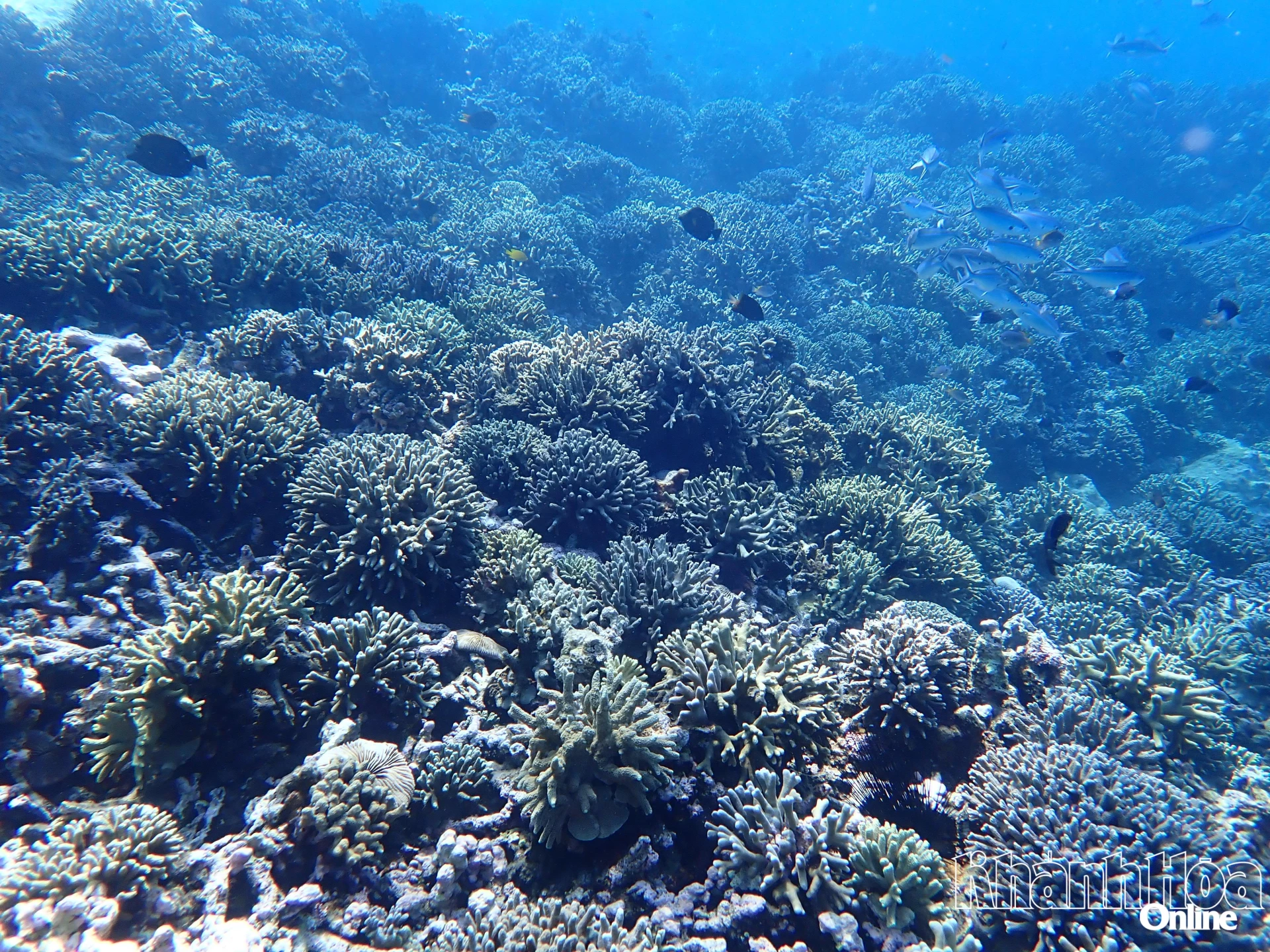 The coral ecosystem in Hon Mun sea area (Photo taken on May 13 morning)

