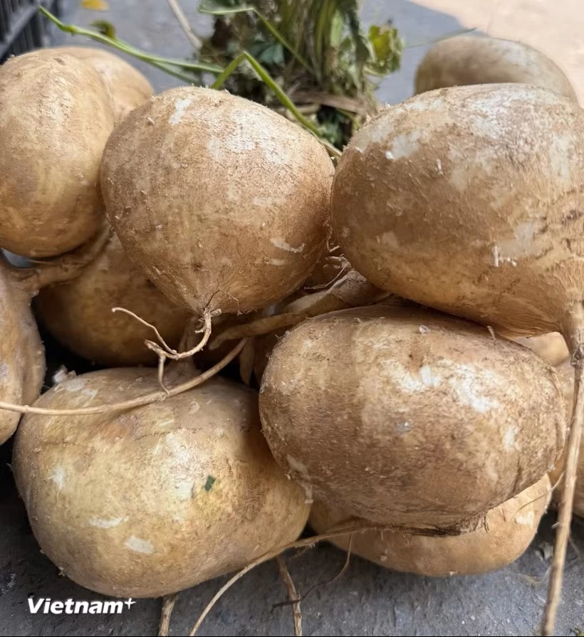 Củ đậu có vị ngọt nhẹ, có thể ăn sống trực tiếp hoặc chế biến thành nhiều món ăn khác nhau như món xào, nấu canh, món hầm, nộm hoặc súp... (Nguồn: Vietnam+)