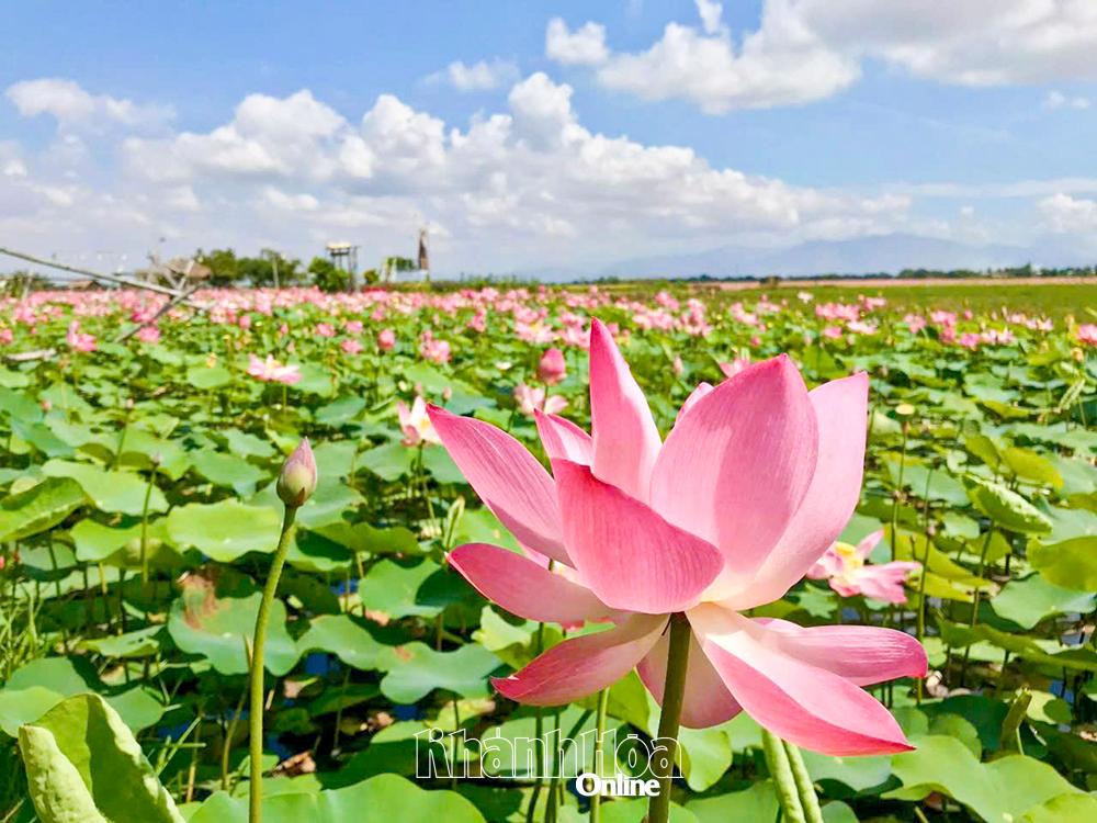 Cây sen phù hợp với điều kiện khí hậu khô nóng, ít tốn nước và có thể tận dụng gần như toàn bộ sản phẩm từ hoa, hạt đến ngó sen.