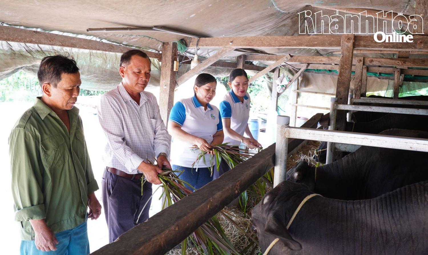 Ông Phạm Văn Minh (thứ 2 từ trái sang) đến thăm hộ gia đình phát triển mô hình nuôi bò vươn lên thoát nghèo ở thôn Tứ Chánh.