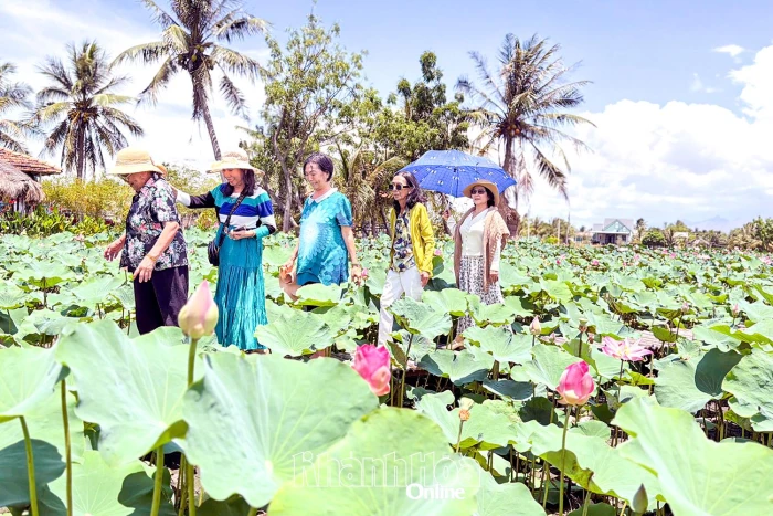 Trồng sen kết hợp du lịch sinh thái: Sinh kế mới cho đồng bào Chăm