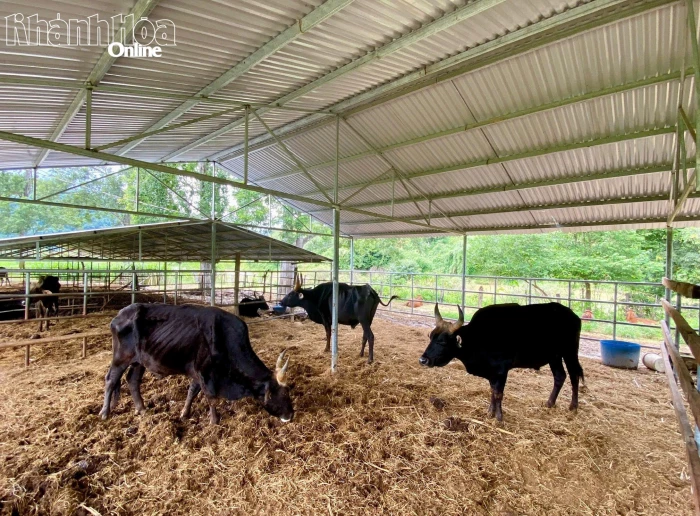 Quần thể bò tót lai... chờ tương lai - Kỳ 1: Thiên nhiên đã mở lối cho khoa học